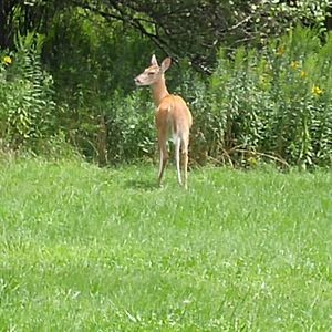 Meet your Posher, Stacey